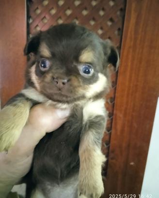 Cuccioli di Chihuahua