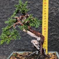 Bonsai ginepro