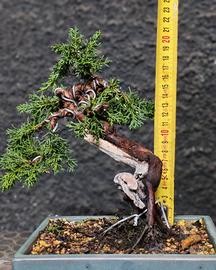 Bonsai ginepro
