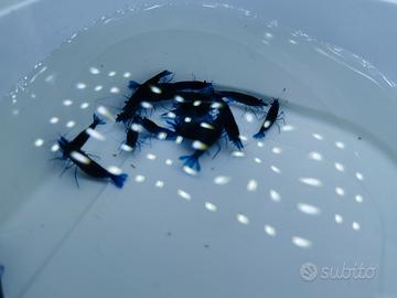 Caridine e potature di T. S. 