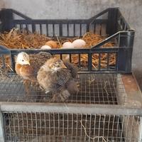 Cocincina gallo e gallina