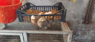 Cocincina gallo e gallina