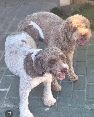 Lagotto romagnolo