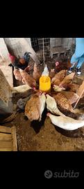 Galline vecchie e pulcini
