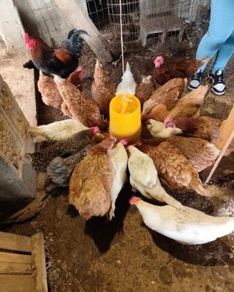 Galline vecchie e pulcini