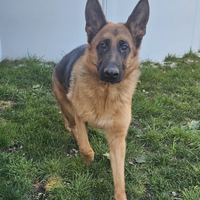 Pastore tedesco femmina