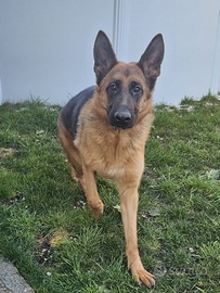 Pastore tedesco femmina