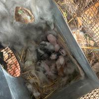 Prenotazioni conigli