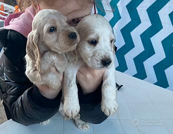 Cuccioli cocker spaniel