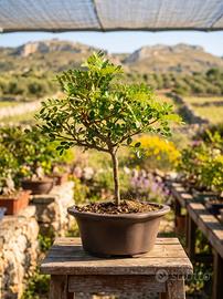 Bonsai di Pepe Esemplare Unico 24cm 11 Anni