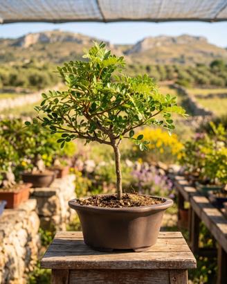 Bonsai di Pepe Esemplare Unico 24cm 11 Anni