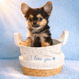 Chihuahua pelo lungo maschietto Dolcetto