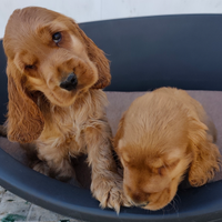 Cocker maschi pedigree enci