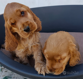 Cocker maschi pedigree enci