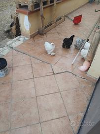 Coppia conccincina nana