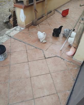 Coppia conccincina nana