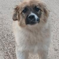 Cucciolo di pastore maremmano incrocio lupo