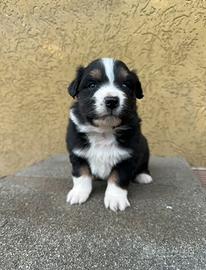 Cucciole Pastore Australiano