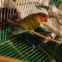 Coppia di inseparabili