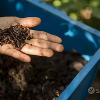 Lombrichi Californiani Rossi (spedizione)