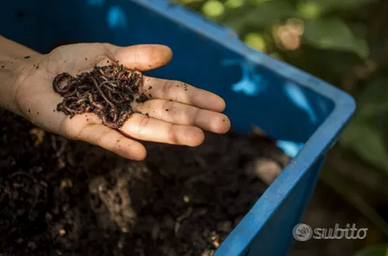 Lombrichi Californiani Rossi (spedizione)
