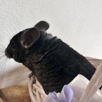 Giovane cincillà maschietto nato a luglio 2025