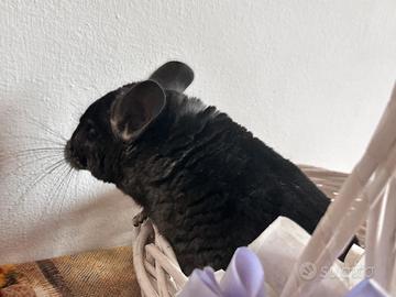 Giovane cincillà maschietto nato a luglio 2025