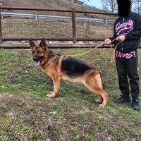 Femmina Pastore tedesco