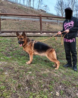 Femmina Pastore tedesco