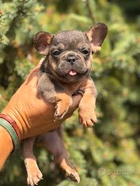 Bulldog francese