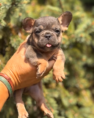 Bulldog francese