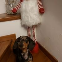 Bassotto x accoppiamento