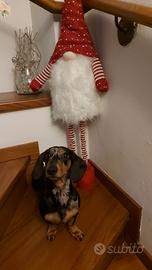 Bassotto x accoppiamento