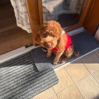 Maschio barboncino monta