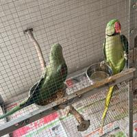 Coppia grande alessandrini pronti alla ripro