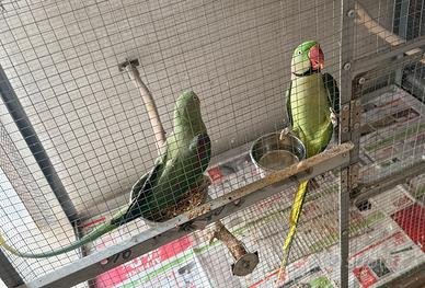 Coppia grande alessandrini pronti alla ripro