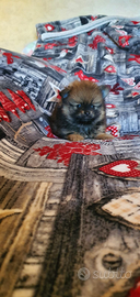 Spitz Pomerania pedigree ENCI