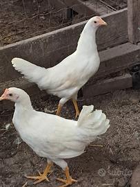 gallina livornese