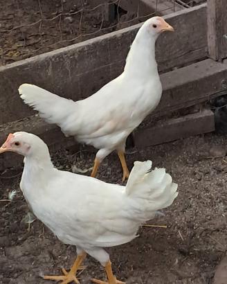 gallina livornese