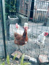 Galline