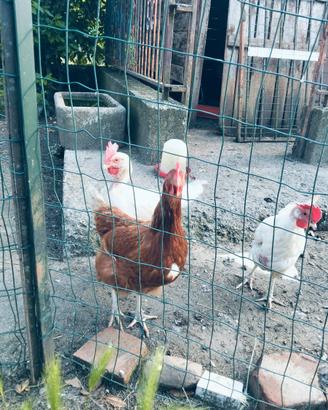 Galline