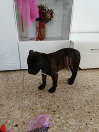Cucciolo di Amstaff di 2 mesi è mezzo