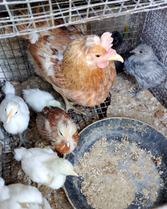 Gallinelle