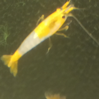 Caridine Orange Rili