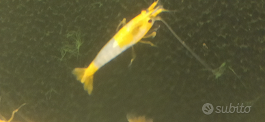 Caridine Orange Rili
