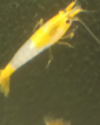 Caridine Orange Rili
