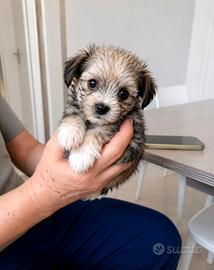 Maltipoo minitoy maschio
