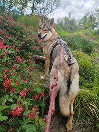 Cane lupo cecoslovacco femmina