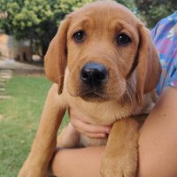 Prenotazione cuccioli di Labrador