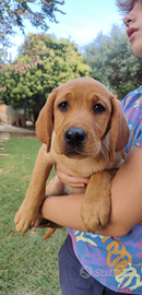 Prenotazione cuccioli di Labrador